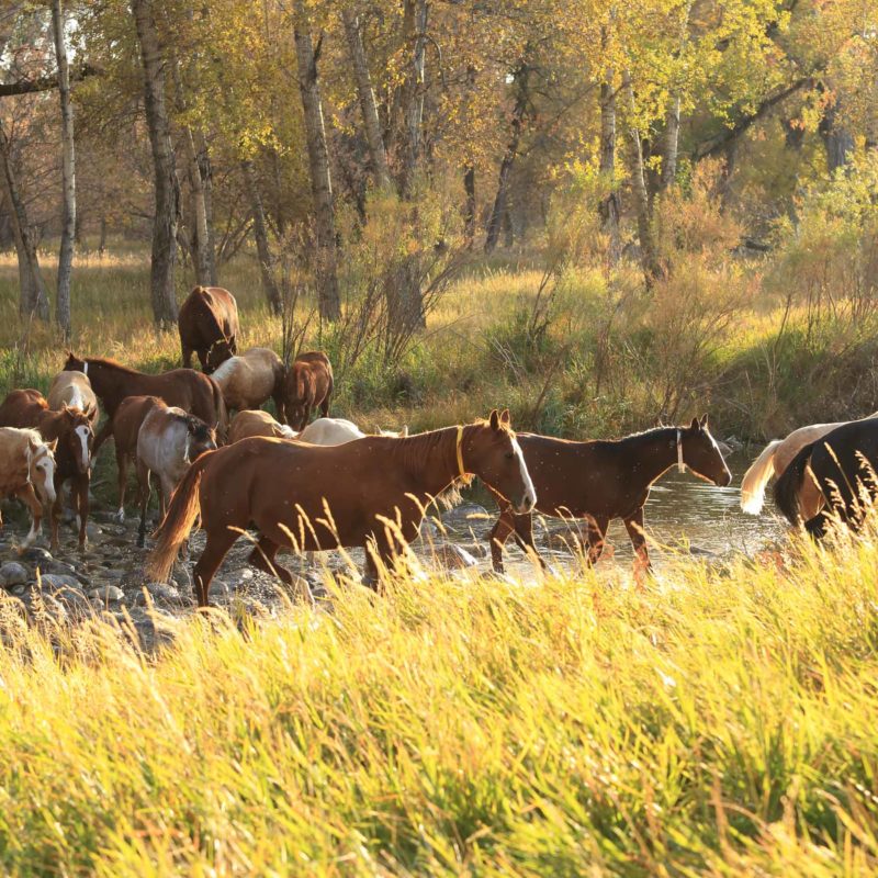 Wagonhound Quarter Horses