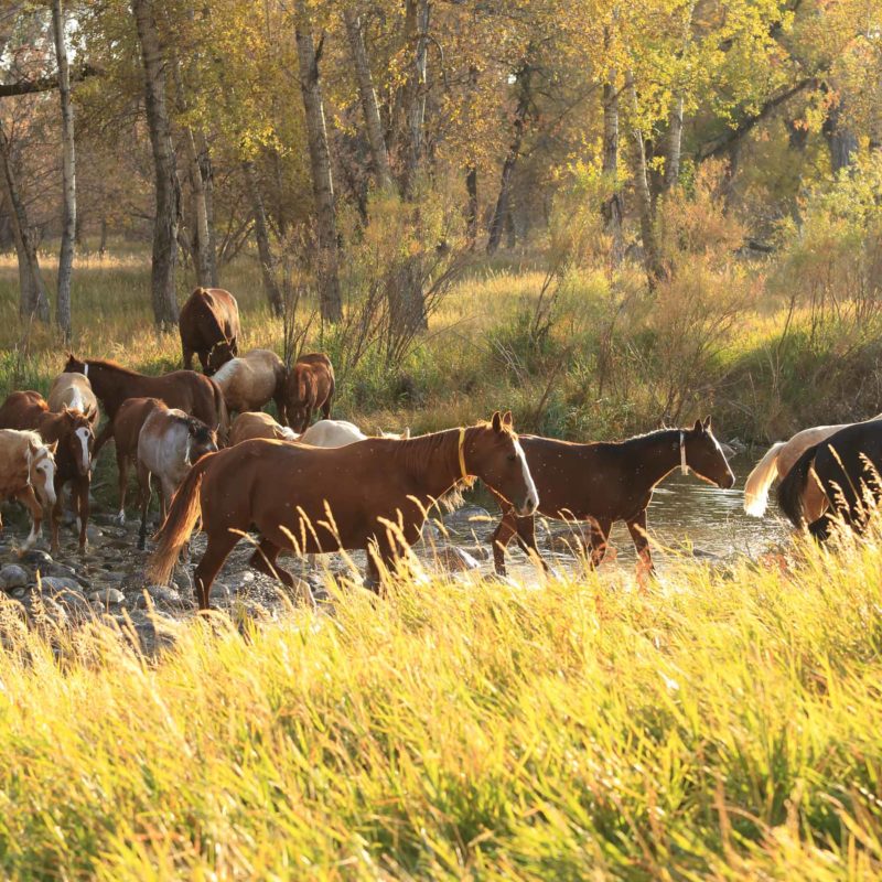 Wagonhound Quarter Horses