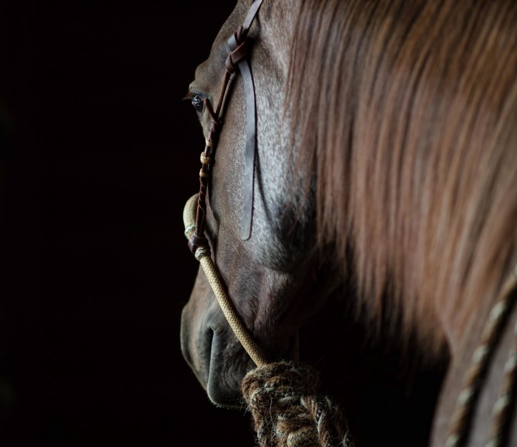 Wagonhound Quarter Horses