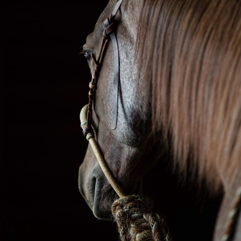 Wagonhound Quarter Horses