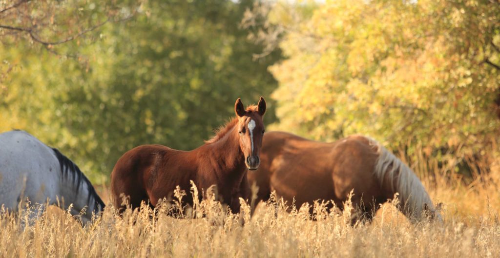 Wagonhound Quarter Horses