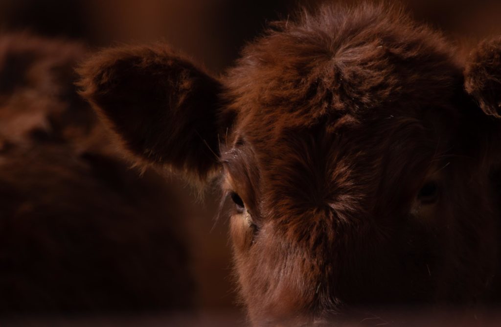 Red Angus Cattle Wagonhound Douglas, Wyoming