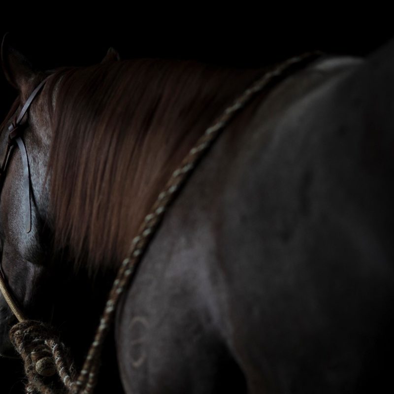 Quarter Horses Wagonhound