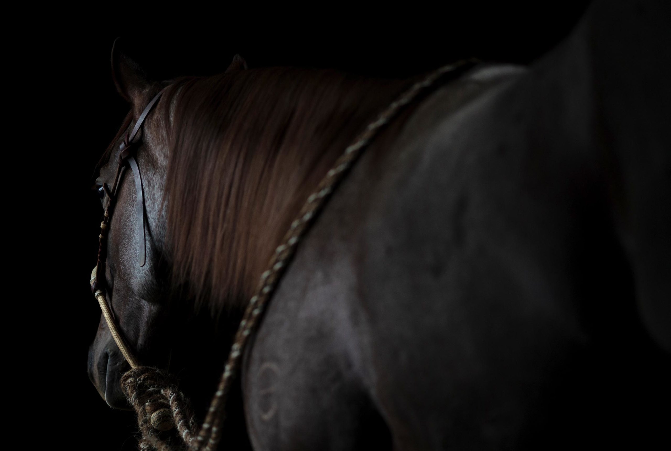 AQHA Ranching Heritage Challenge – Rapid City, S.D.