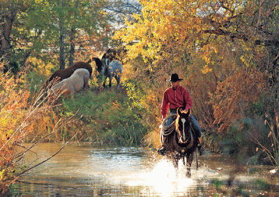 Wagonhound Land & Livestock