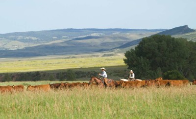 Wagonhound Land and Livestock in Wyoming offers plenty of hills and meadows, areas that Matt Koch utilizes to prepare his cow horses for the show pen.