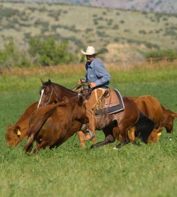 When stopping and turning on grass, horses learn to use their front end for better traction.