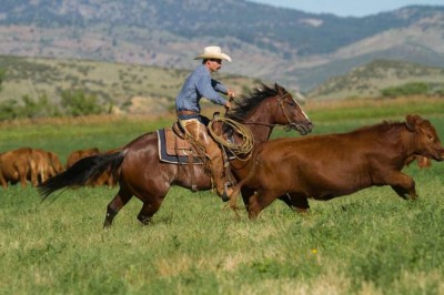 In open spaces, horses must closely read cattle, which run in unpredictable directions and behave differently than in an arena.