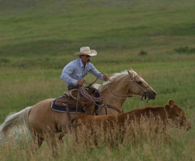 Matt Koch works both cow horse prospects and seasoned show horses in open pastures, using the new environment to break up the routine of arena work.