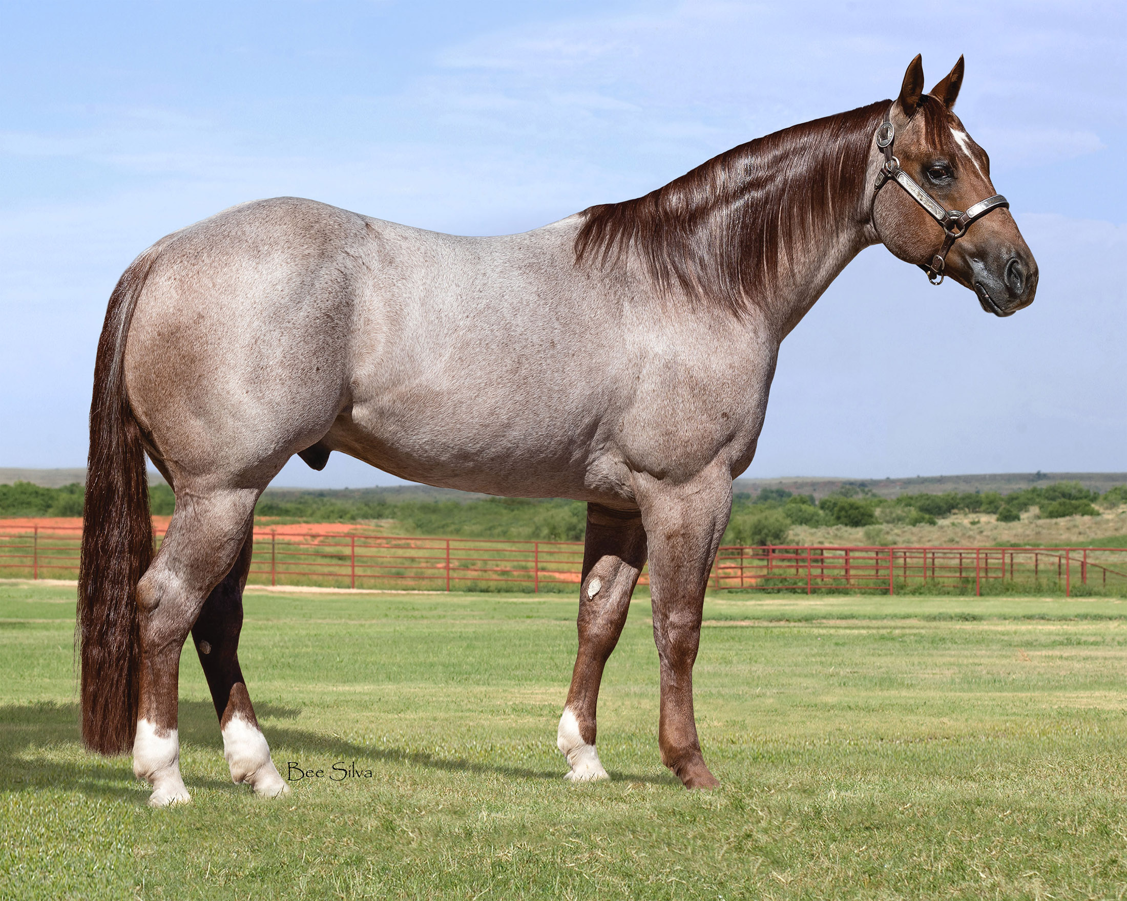 Fiddle And Steel Fully Booked for 2024 Breeding Season