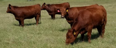 Red Angus Heifers