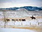 Wagonhound Land & Livestock Trainer Matt Koch