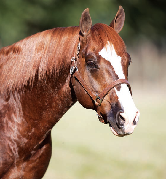 WR This Cats Smart Sires 2013 AQHA Junior Cutting Reserve World Champion