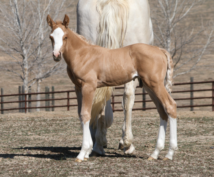 Unnamed 2014 Foal
