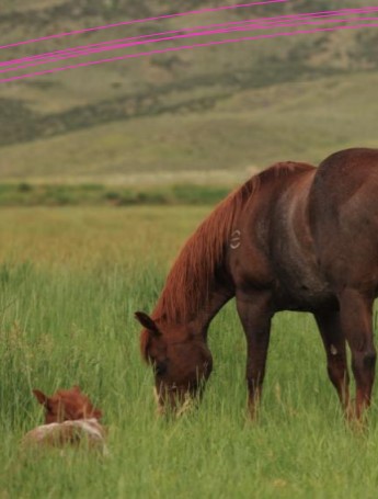 Wagonhound Land and Livestock