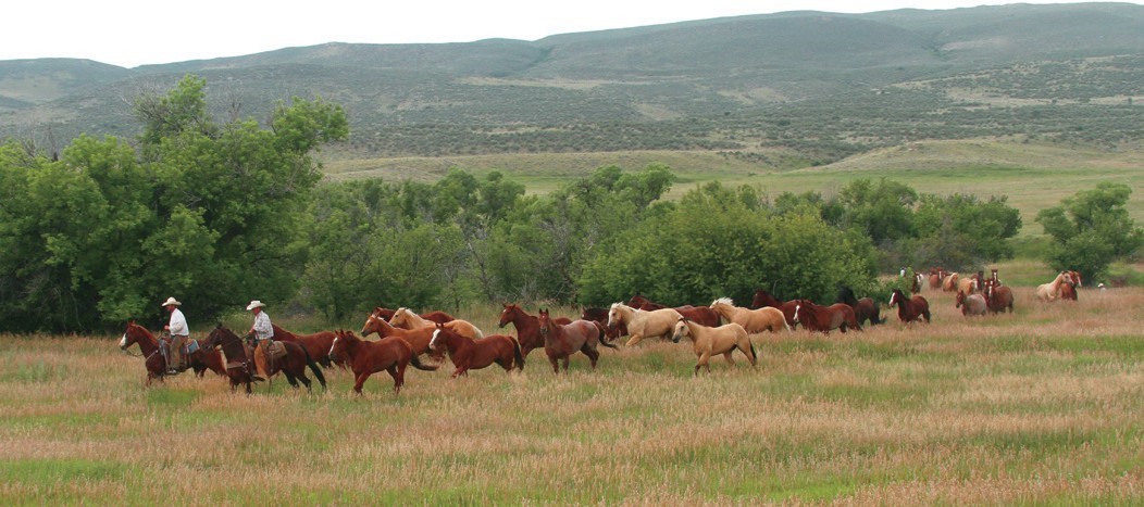 Wagonhound participates in CSU Legends in Ranching Performance Horse Sale April 28th