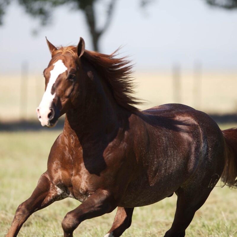 Best Stallion Wyoming