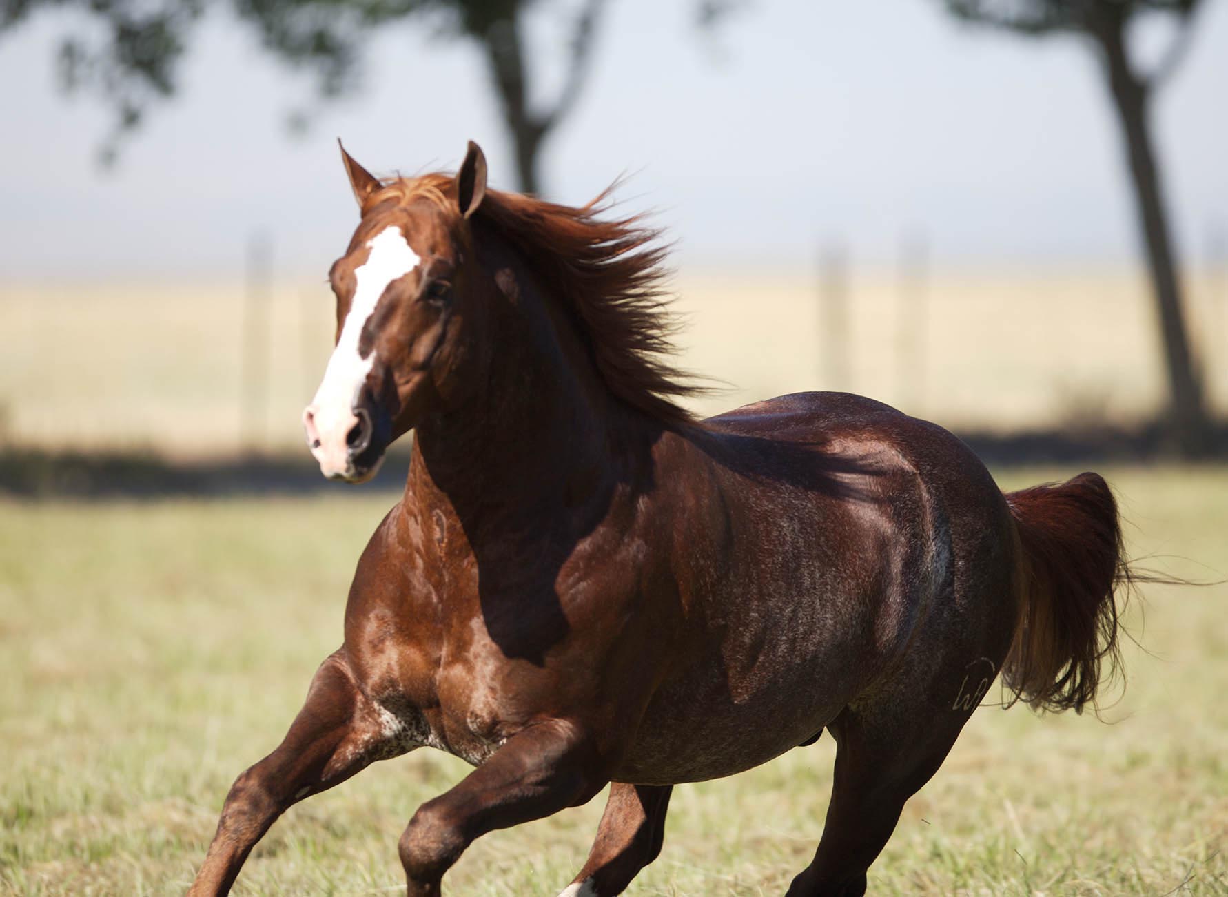 WR This Cats Smart Sires NRCHA Open Derby Champion – Sinful Cat!