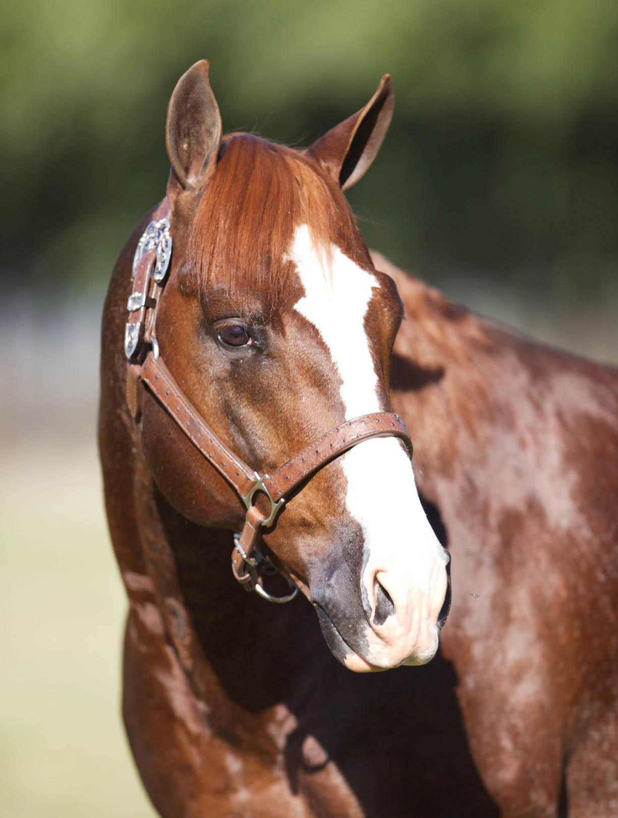 NRCHA Honors Newest Millionaires