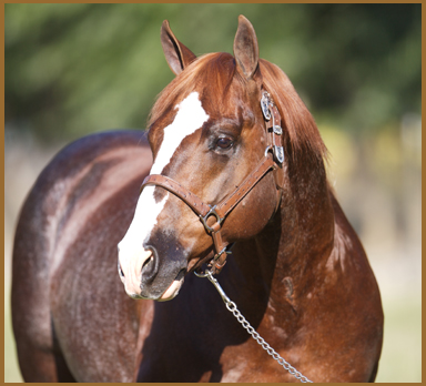 2013-2014 NYCHA Online Stallion Auction