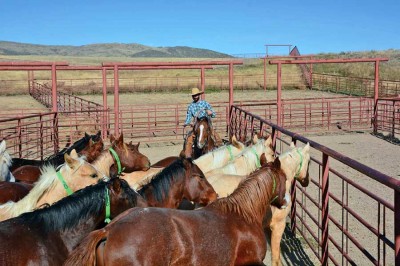 Wagonhound Land & Livestock