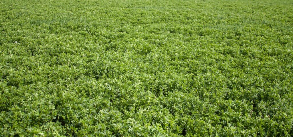 Wyoming Alfalfa Farm