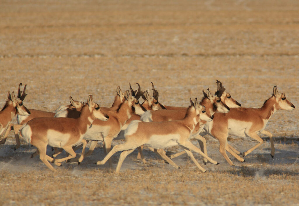 Antelope Herd Running Wagonhound Ranch