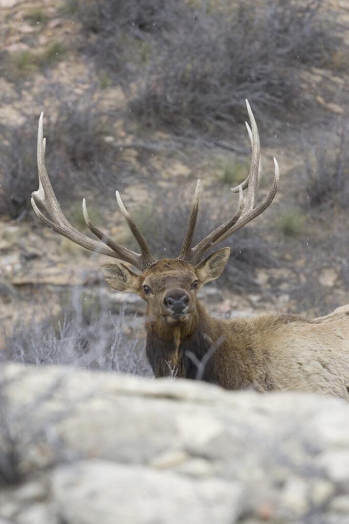 BEst Elk Hunts WY