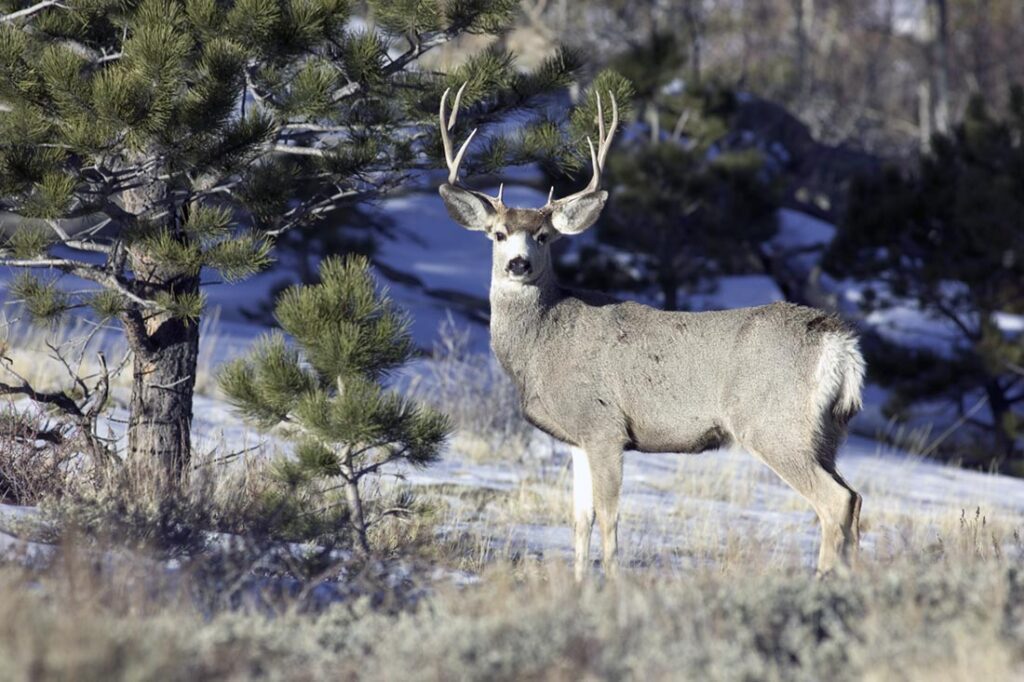 Best Deer Hunts Wyoming