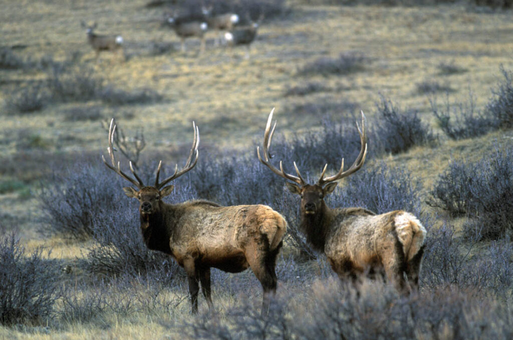 Elk Bulls Wyoming