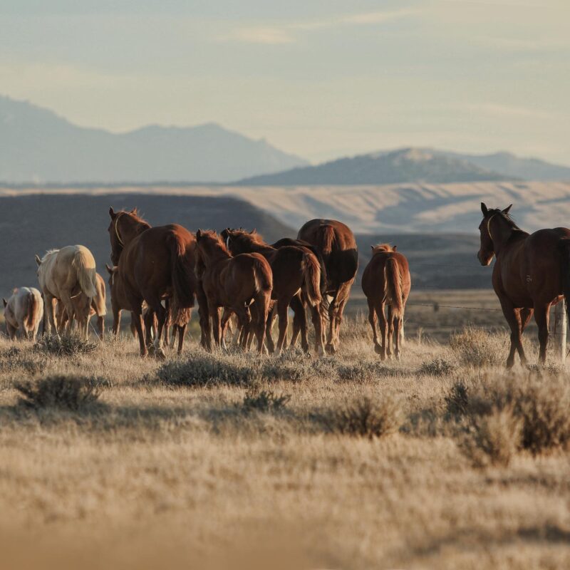 Best Quarter Horses in Wyoming