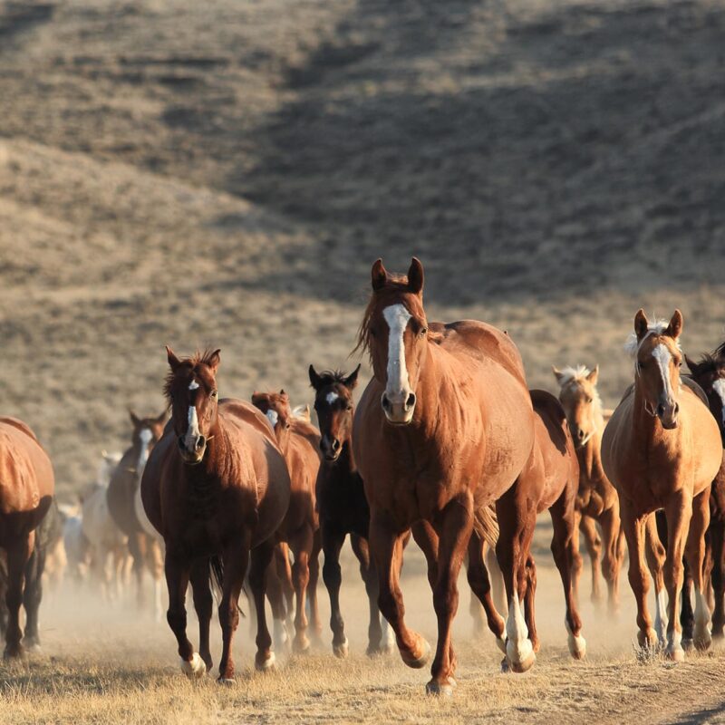 Wyoming Quarter Horses