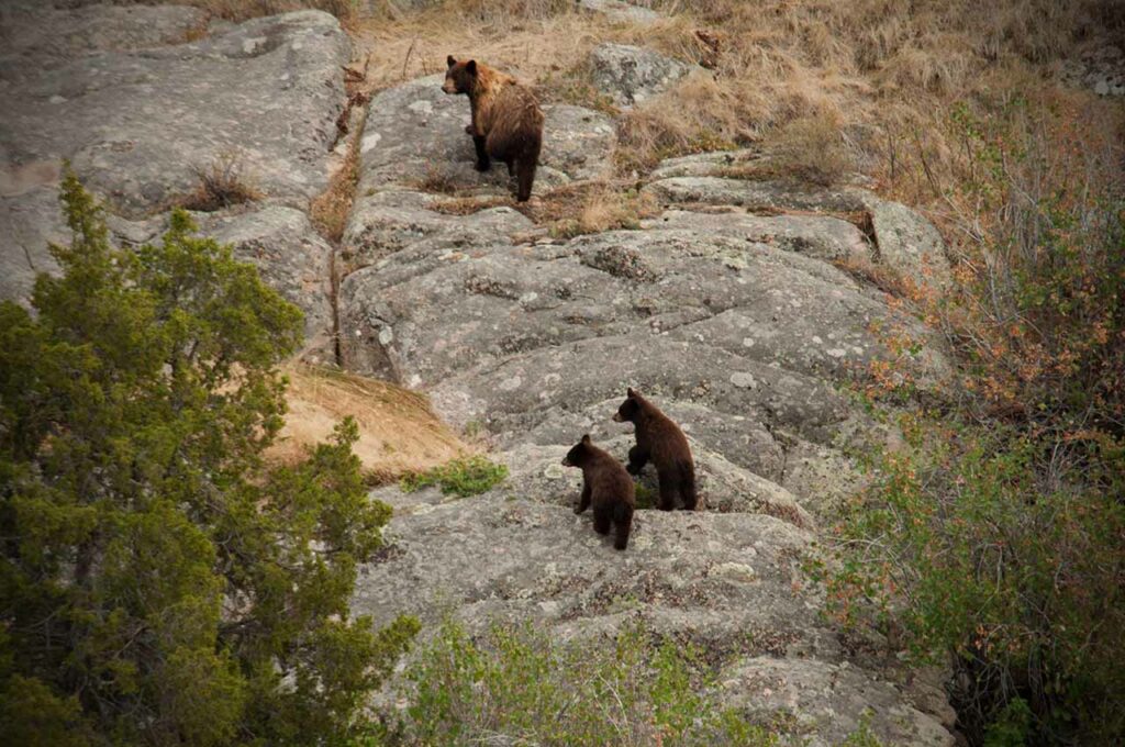 Black Bear Hunts Wyoming