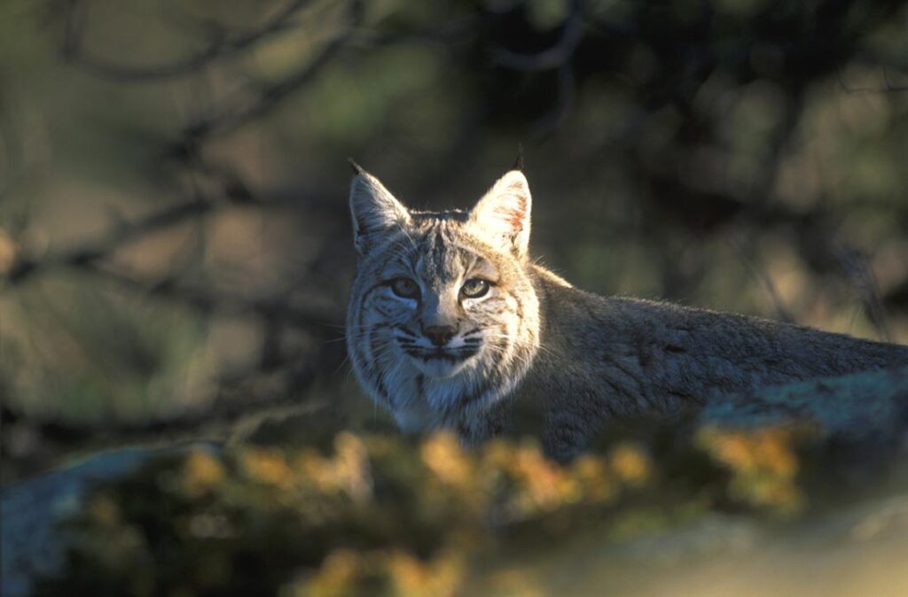 Bobcat Wildlife Wyoming