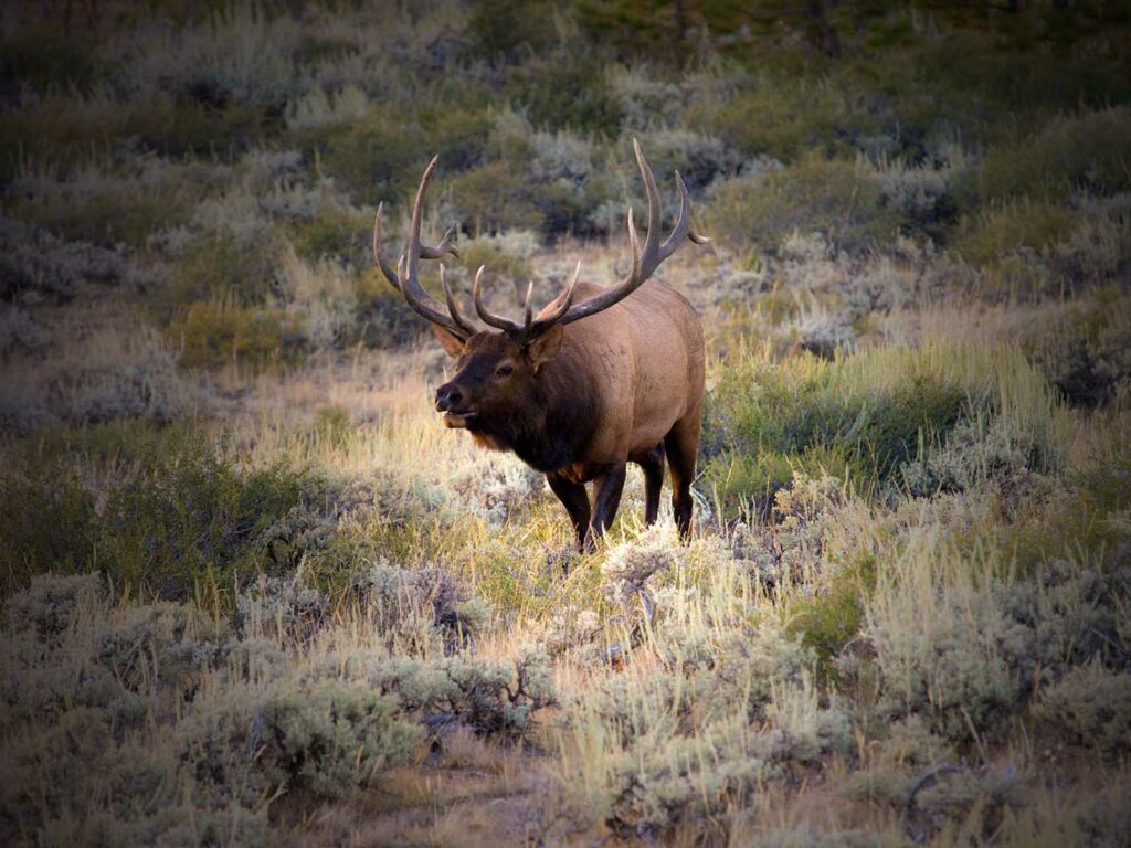 Bull Elk Wyoming Mountains