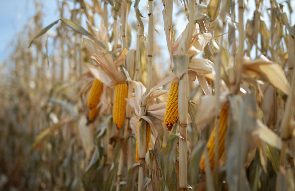 Corn Crop Douglas, Wyoming