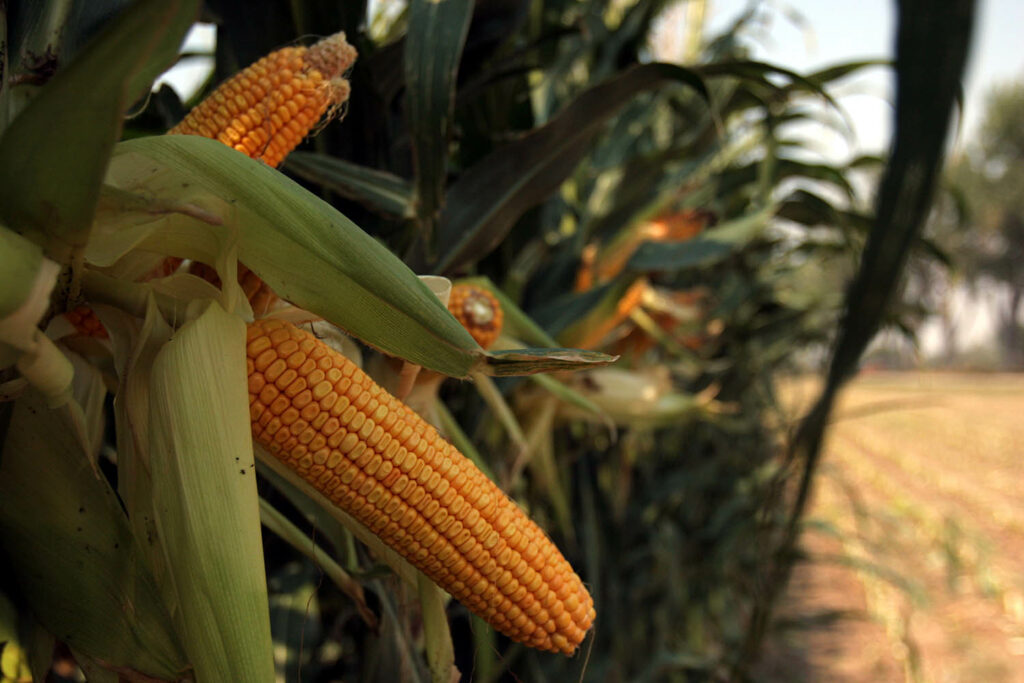 Corn Farm