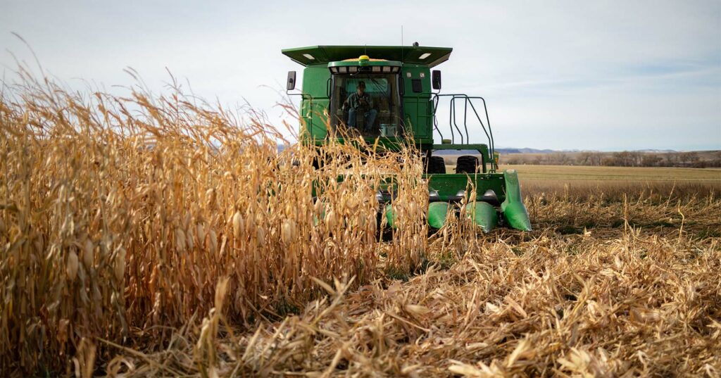 Corn Harvesting Douglas, Wyoming