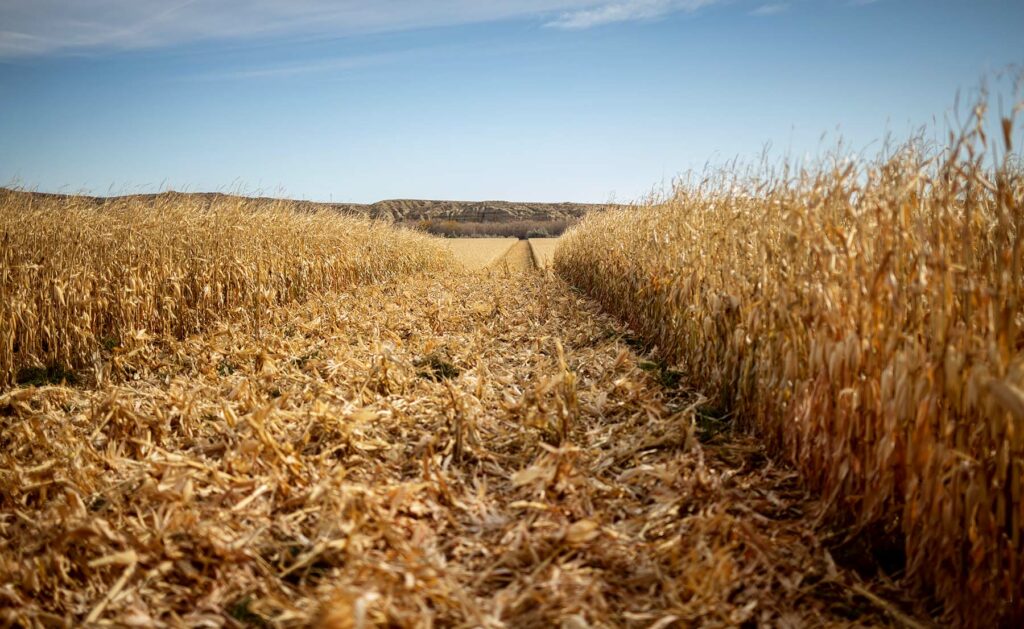 Harvested Corn Wagonhound Ranch