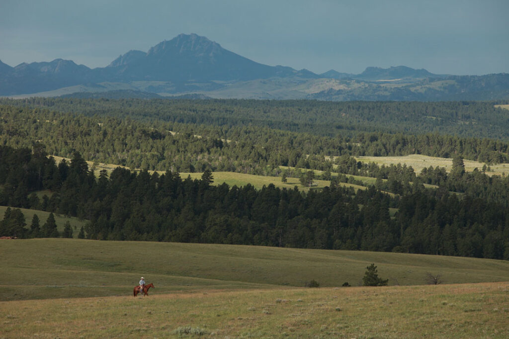 Cowboy on Horse in Wyoming Pasture