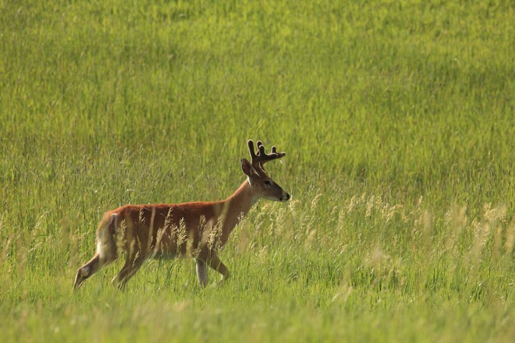 Deer Hunting Wyoming