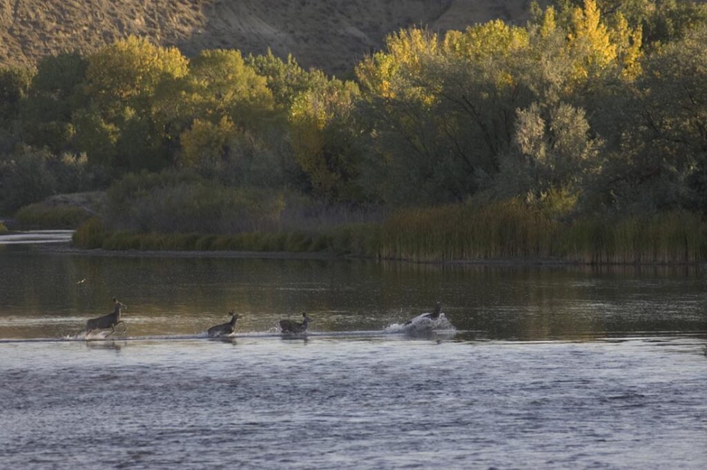 Deer in River