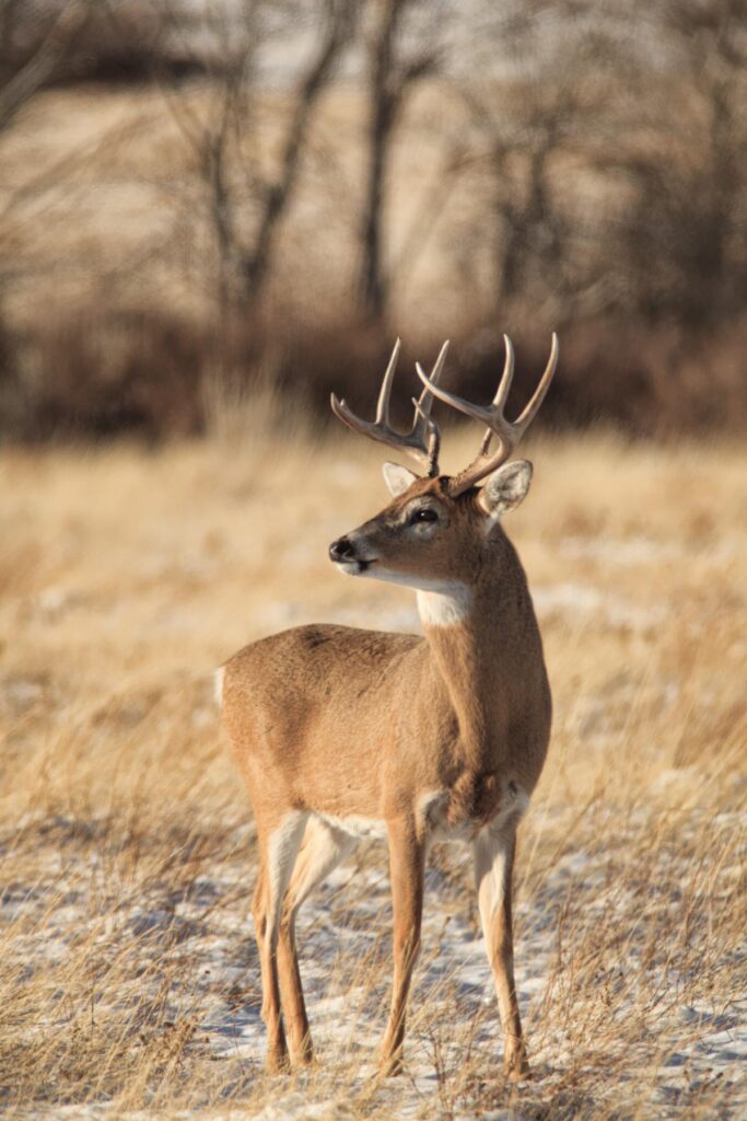 Deer Laramie Mountains