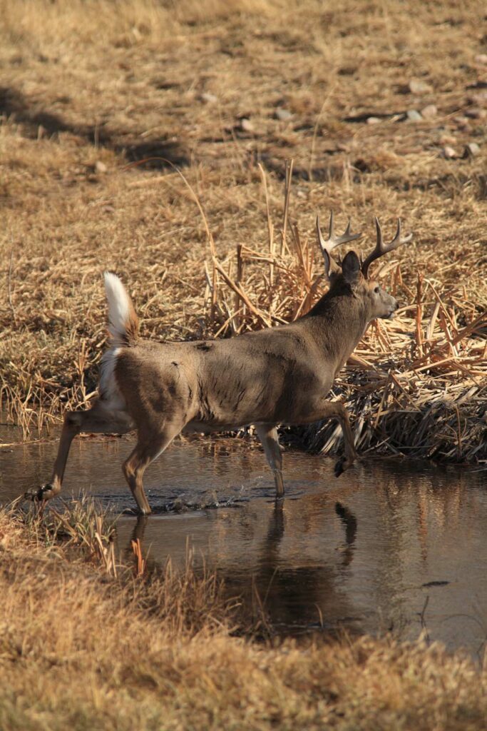 Deer Sighting Wyoming Ranch