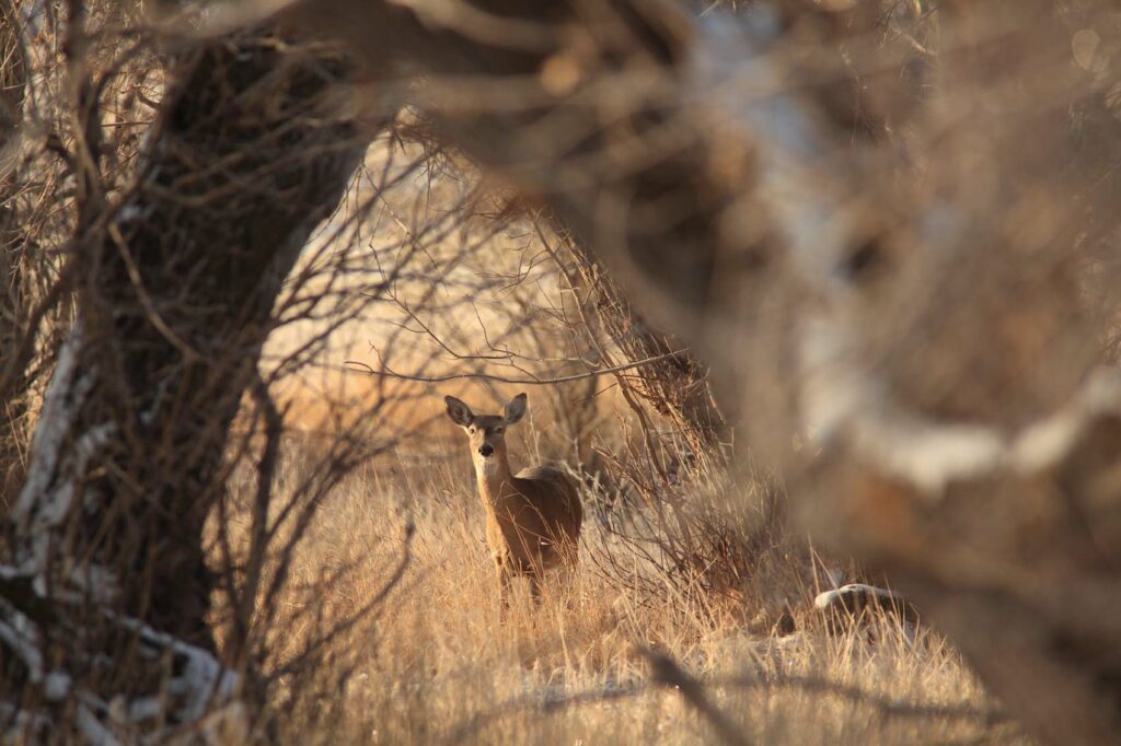 Deer in Wyoming