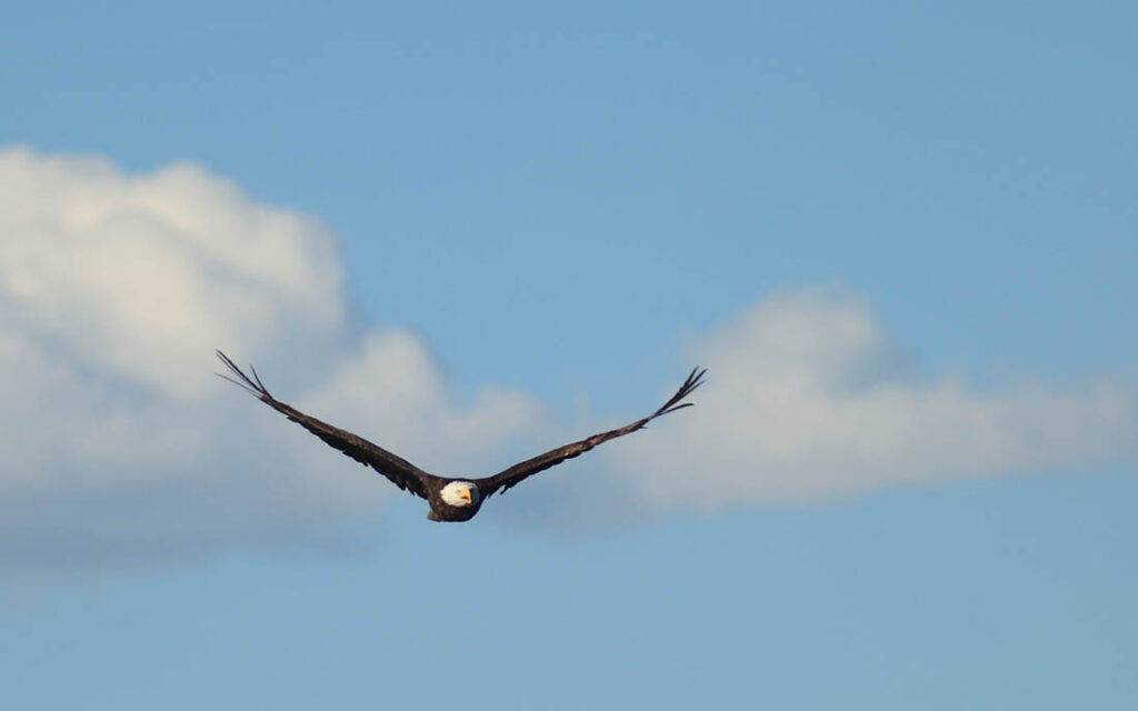 Eagle Soaring Wildlife Douglas, WY