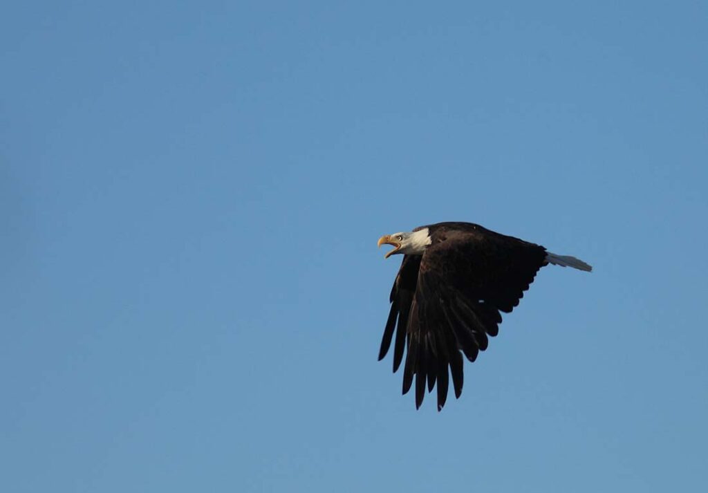 Eagle Spotting Douglas, Wyoming