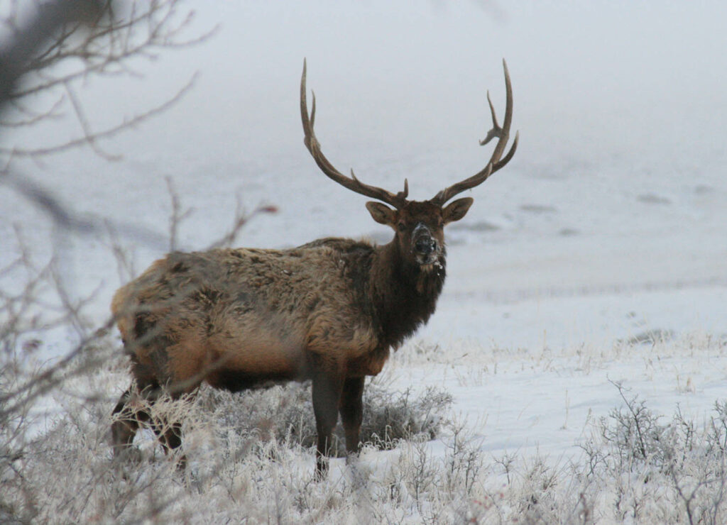 Elk Hunts Douglas Wyoming