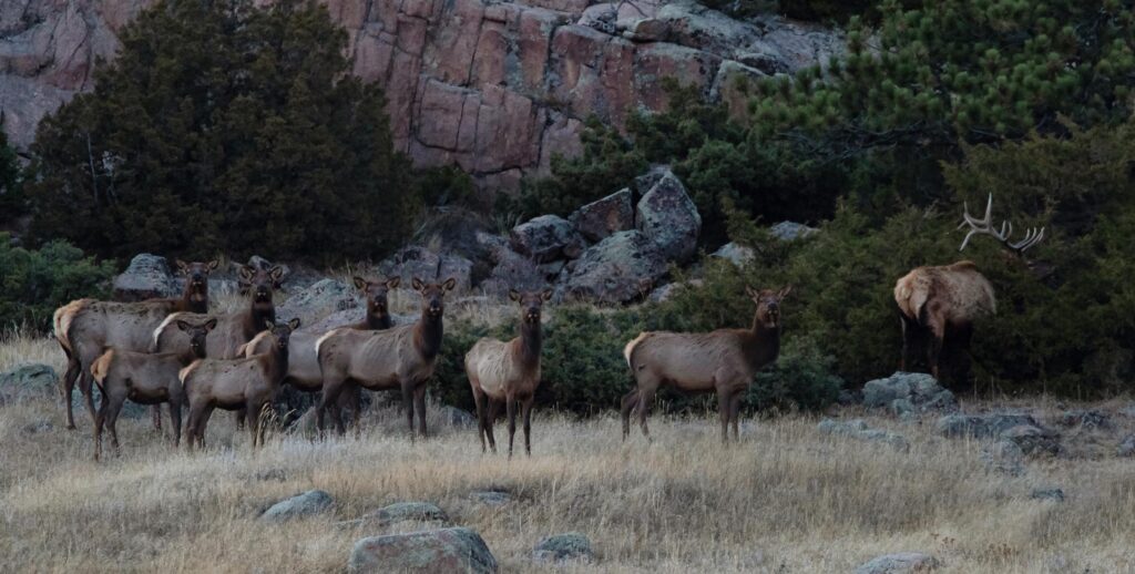 Guided Elk Hunts - Elk Herd