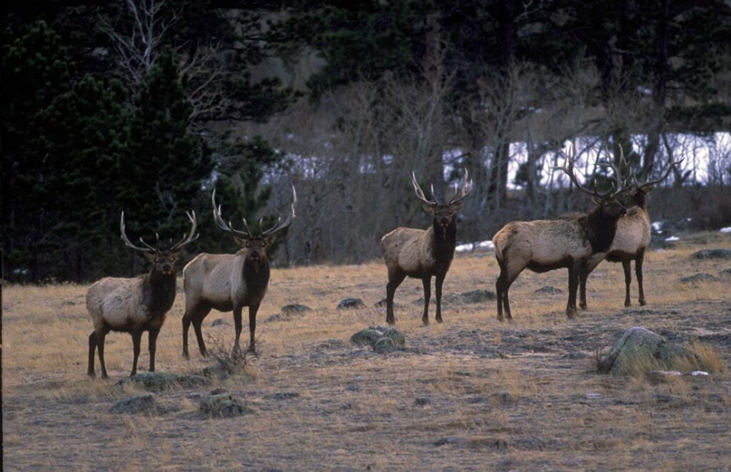 Elk Herd